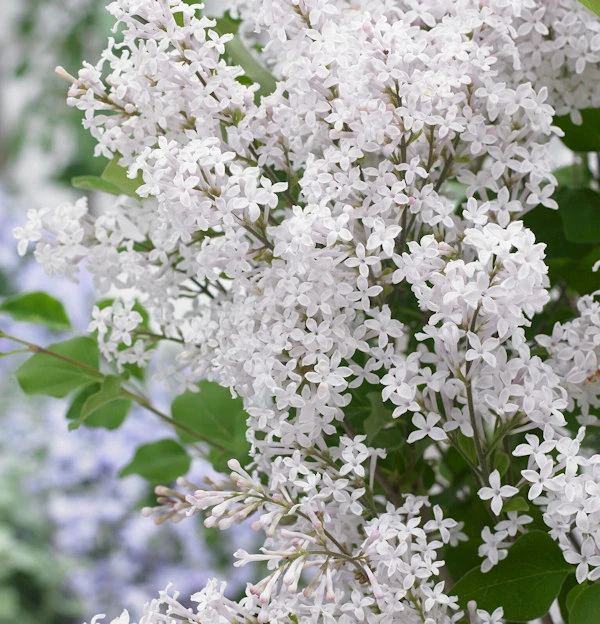 Hochstamm Zwergflieder Flowerfesta®White 80-100cm - Syringa 3 Hochstamm Zwergflieder Flowerfesta®White 80-100cm - Syringa