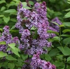 Edelflieder Prince Charming 60-80cm - Syringa Prestoniae