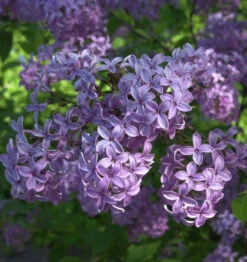 Königsflieder Heckenflieder 80-100cm - Syringa Chinensis