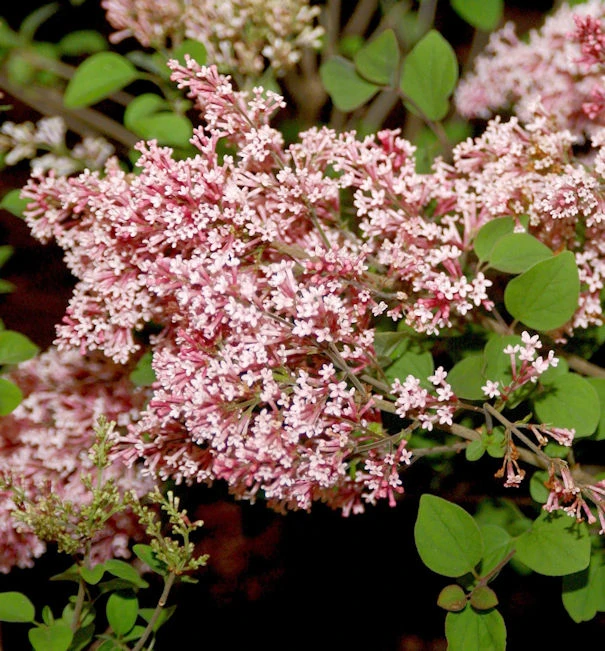 Duft Zwergflieder Tinkerbelle 80-100cm - Syringa 3 Duft Zwergflieder Tinkerbelle 80-100cm - Syringa