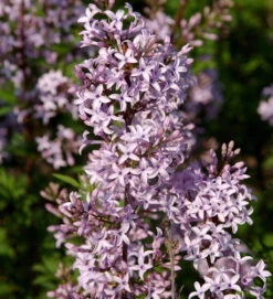 Afghanischer Flieder 30-40cm - Syringa Afghanica