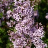 Afghanischer Flieder 80-100cm - Syringa Afghanica 2 Afghanischer Flieder 80-100cm - Syringa Afghanica -Tom 's Orchard Syringa afghanica 1 1 1 1 1
