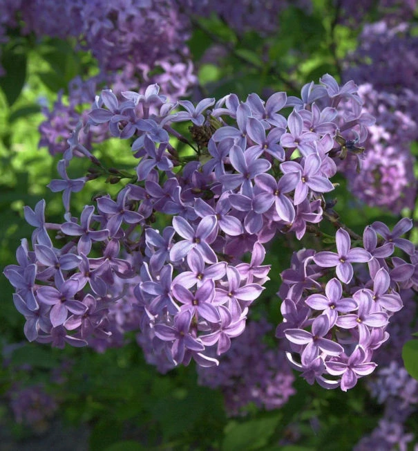 Königsflieder Heckenflieder 30-40cm - Syringa Chinensis 3 Königsflieder Heckenflieder 30-40cm - Syringa Chinensis