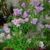Edelflieder Lavender Lady - Kircher-Collection 30-40cm - Syringa Hyacinthiflor