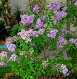 Edelflieder Lavender Lady - Kircher-Collection 30-40cm - Syringa Hyacinthiflor
