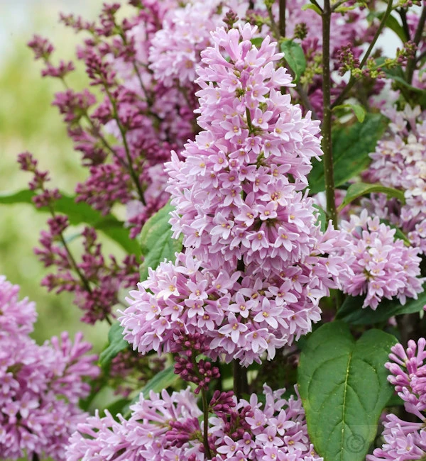 Edelflieder Minuet - Kircher-Collection 80-100cm - Syringa Hyacinthiflora 3 Edelflieder Minuet - Kircher-Collection 80-100cm - Syringa Hyacinthiflora