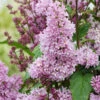 Edelflieder Minuet - Kircher-Collection 40-60cm - Syringa Hyacinthiflora 2 Edelflieder Minuet - Kircher-Collection 40-60cm - Syringa Hyacinthiflora -Tom 's Orchard Syringa hyacinthiflora Minuet