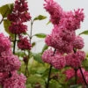 Edelflieder Miss Canada - Kircher-Collection 40-60cm - Syringa Hyacinthiflora 1 Edelflieder Miss Canada - Kircher-Collection 40-60cm - Syringa Hyacinthiflora -Tom 's Orchard Syringa hyacinthiflora Miss Canada