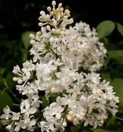 Edelflieder Schneeweißchen - Kircher-Collection 30-40cm - Syringa Hyacinthiflora