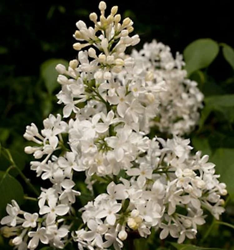 Edelflieder Schneeweißchen - Kircher-Collection 30-40cm - Syringa Hyacinthiflora 3 Edelflieder Schneeweißchen - Kircher-Collection 30-40cm - Syringa Hyacinthiflora