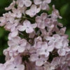 Edelflieder Rosenrot - Kircher-Collection 30-40cm - Syringa Hyacinthiflora 2 Edelflieder Rosenrot - Kircher-Collection 30-40cm - Syringa Hyacinthiflora -Tom 's Orchard Syringa hyacinthifloraRosenrot