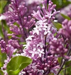 Zwergflieder Meyers Palibin 30-40cm - Syringa Meyeri
