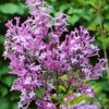 Hochstamm Edelflieder Red Pix 60-80cm - Syringa Meyeri 1 Hochstamm Edelflieder Red Pix 60-80cm - Syringa Meyeri -Tom 's Orchard Syringa meyeri Red Pix 1