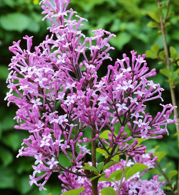 Edelflieder Red Pix 30-40cm - Syringa Meyeri 3 Edelflieder Red Pix 30-40cm - Syringa Meyeri