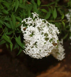 Weißer Persische Flieder 30-40cm - Syringa Persica