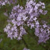 Persische Flieder 40-60cm - Syringa Persica -Tom 's Orchard Syringa persica 1 1 1 1