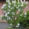 Hochstamm Fiederblättriger Flieder 80-100cm - Syringa Pinnatifolia -Tom 's Orchard Syringa pinnatifolia BLWS338629