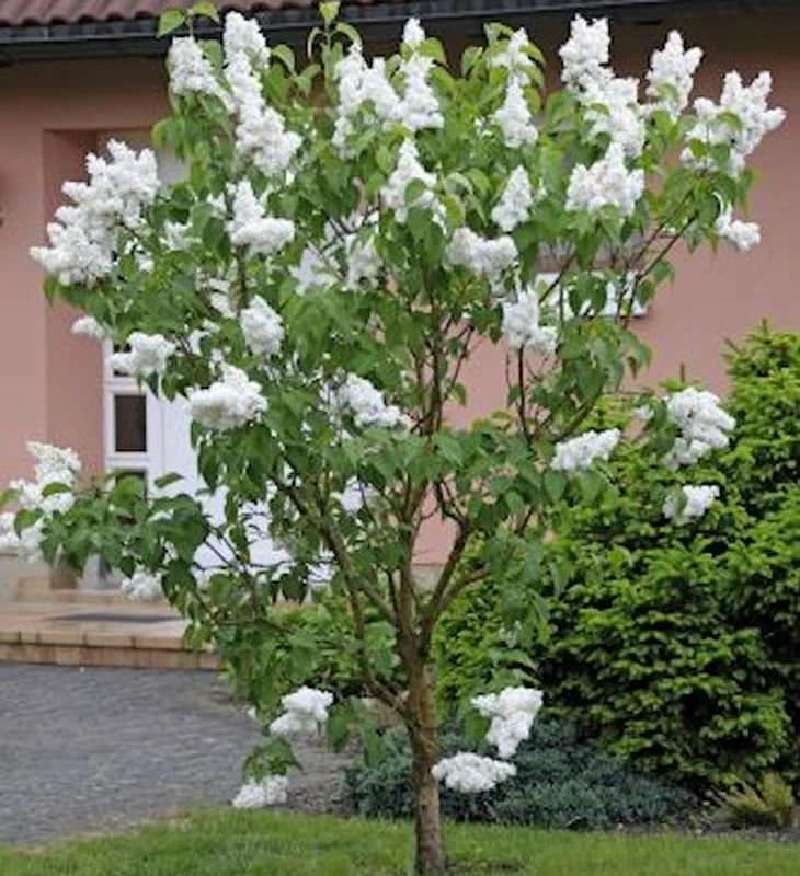 Hochstamm Fiederblättriger Flieder 80-100cm - Syringa Pinnatifolia 3 Hochstamm Fiederblättriger Flieder 80-100cm - Syringa Pinnatifolia