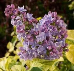 Edelflieder Aucubaefolia - Kircher-Collection 30-40cm - Syringa Vulgaris