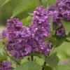 Hochstamm Edelflieder Charles Joly 80-100cm - Syringa Vulgaris 2 Hochstamm Edelflieder Charles Joly 80-100cm - Syringa Vulgaris -Tom 's Orchard Syringa vulgaris CharlesJoly 1
