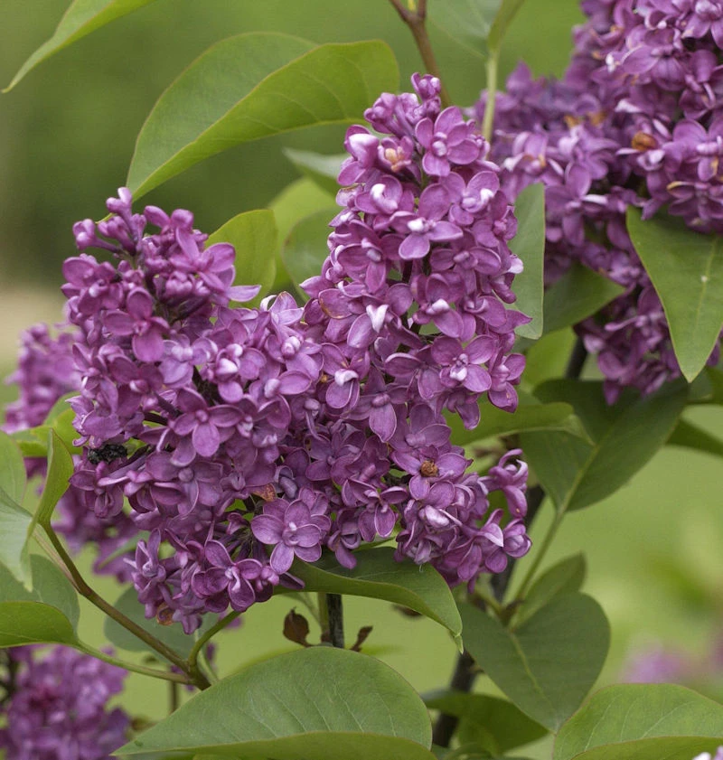 Edelflieder Charles Joly 80-100cm - Syringa Vulgaris 3 Edelflieder Charles Joly 80-100cm - Syringa Vulgaris