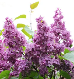 Edelflieder General Pershing 30-40cm - Syringa Vulgaris