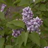 Edelflieder Katharine Havemeyer 80-100cm - Syringa Vulgaris -Tom 's Orchard Syringa vulgaris Katharine Havemeyer 1 1 1 1 1