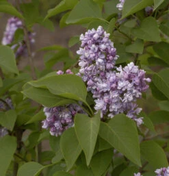 Edelflieder Katharine Havemeyer 80-100cm - Syringa Vulgaris