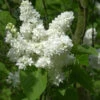Hochstamm Edelflieder Madame Lemoine 60-80cm - Syringa Vulgaris 1 Hochstamm Edelflieder Madame Lemoine 60-80cm - Syringa Vulgaris -Tom 's Orchard Syringa vulgaris MadameLemoine