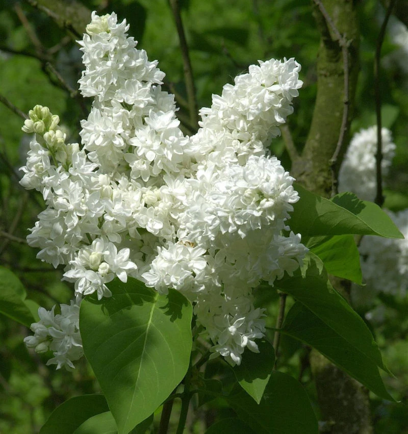 Hochstamm Edelflieder Madame Lemoine 60-80cm - Syringa Vulgaris 3 Hochstamm Edelflieder Madame Lemoine 60-80cm - Syringa Vulgaris