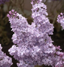 Edelflieder Michael Buchner 100-125cm - Syringa Vulgaris