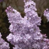 Hochstamm Edelflieder Michael Buchner 80-100cm - Syringa Vulgaris 2 Hochstamm Edelflieder Michael Buchner 80-100cm - Syringa Vulgaris -Tom 's Orchard Syringa vulgaris MichaelBuchner 3