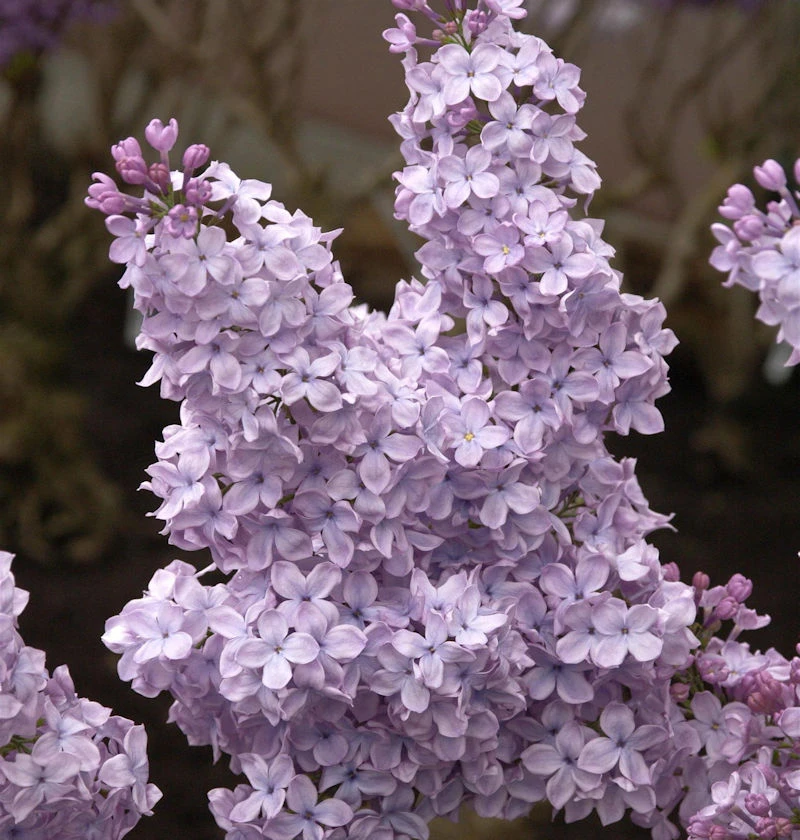 Edelflieder Michael Buchner 80-100cm - Syringa Vulgaris 3 Edelflieder Michael Buchner 80-100cm - Syringa Vulgaris
