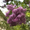 Edelflieder Mrs Eward Harding 80-100cm - Syringa Vulgaris 1 Edelflieder Mrs Eward Harding 80-100cm - Syringa Vulgaris -Tom 's Orchard Syringa vulgaris Mrs EwardHarding