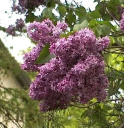 Edelflieder Mrs Eward Harding 80-100cm - Syringa Vulgaris