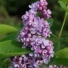 Hochstamm Edelflieder Paul Thirion 80-100cm - Syringa Vulgaris 1 Hochstamm Edelflieder Paul Thirion 80-100cm - Syringa Vulgaris -Tom 's Orchard Syringa vulgaris Paul Thirion
