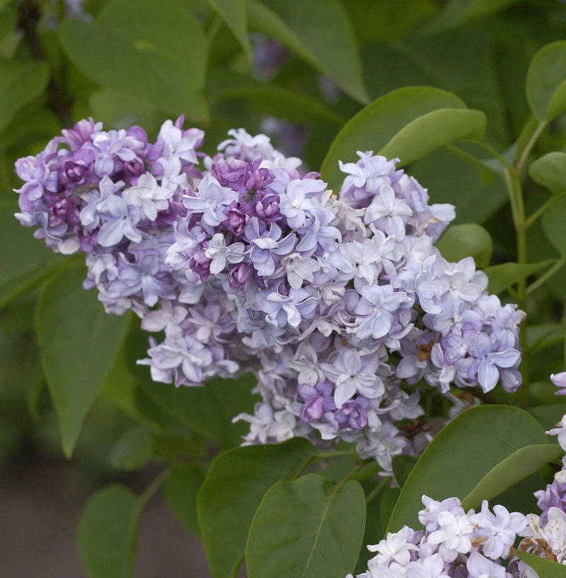 Edelflieder President Lincoln - Kircher-Collection 40-60cm - Syringa Vulgaris 3 Edelflieder President Lincoln - Kircher-Collection 40-60cm - Syringa Vulgaris