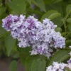 Edelflieder President Lincoln - Kircher-Collection 30-40cm - Syringa Vulgaris 1 Edelflieder President Lincoln - Kircher-Collection 30-40cm - Syringa Vulgaris -Tom 's Orchard Syringa vulgaris PresidentLincoln