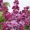 Edelflieder Prince Wolkonsky 40-60cm - Syringa Vulgaris 2 Edelflieder Prince Wolkonsky 40-60cm - Syringa Vulgaris -Tom 's Orchard Syringa vulgaris Prince Wolkonsky