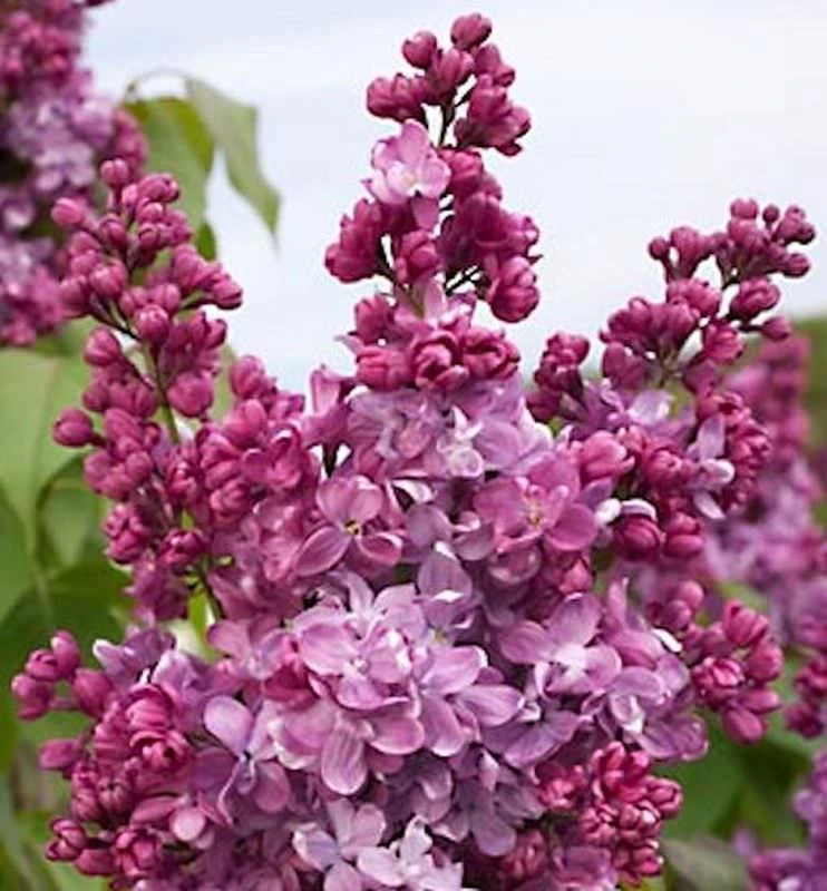Edelflieder Prince Wolkonsky 40-60cm - Syringa Vulgaris 3 Edelflieder Prince Wolkonsky 40-60cm - Syringa Vulgaris