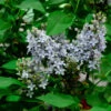 Edelflieder Amethyst - Kircher-Collection 40-60cm - Syringa Vulgaris 1 Edelflieder Amethyst - Kircher-Collection 40-60cm - Syringa Vulgaris -Tom 's Orchard Syringa vulgarisAmethyst