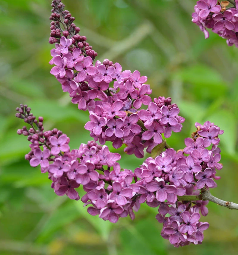 Edelflieder Andenken An Ludwig Späth 30-40cm - Syringa Vulgaris 3 Edelflieder Andenken An Ludwig Späth 30-40cm - Syringa Vulgaris