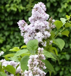 Edelflieder Nadeshda - Kircher-Collection 30-40cm - Syringa Vulgaris