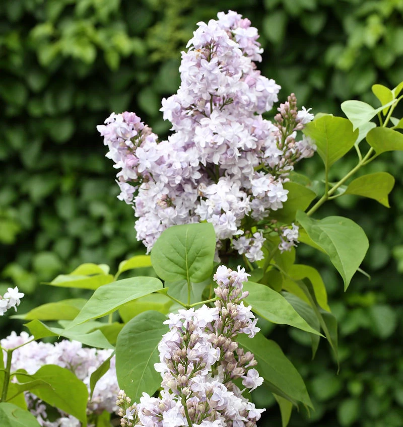 Edelflieder Nadeshda - Kircher-Collection 30-40cm - Syringa Vulgaris 3 Edelflieder Nadeshda - Kircher-Collection 30-40cm - Syringa Vulgaris