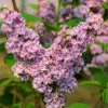 Edelflieder Sensation 40-60cm - Syringa Vulgaris 2 Edelflieder Sensation 40-60cm - Syringa Vulgaris -Tom 's Orchard Syringa vulgarisSensation 1