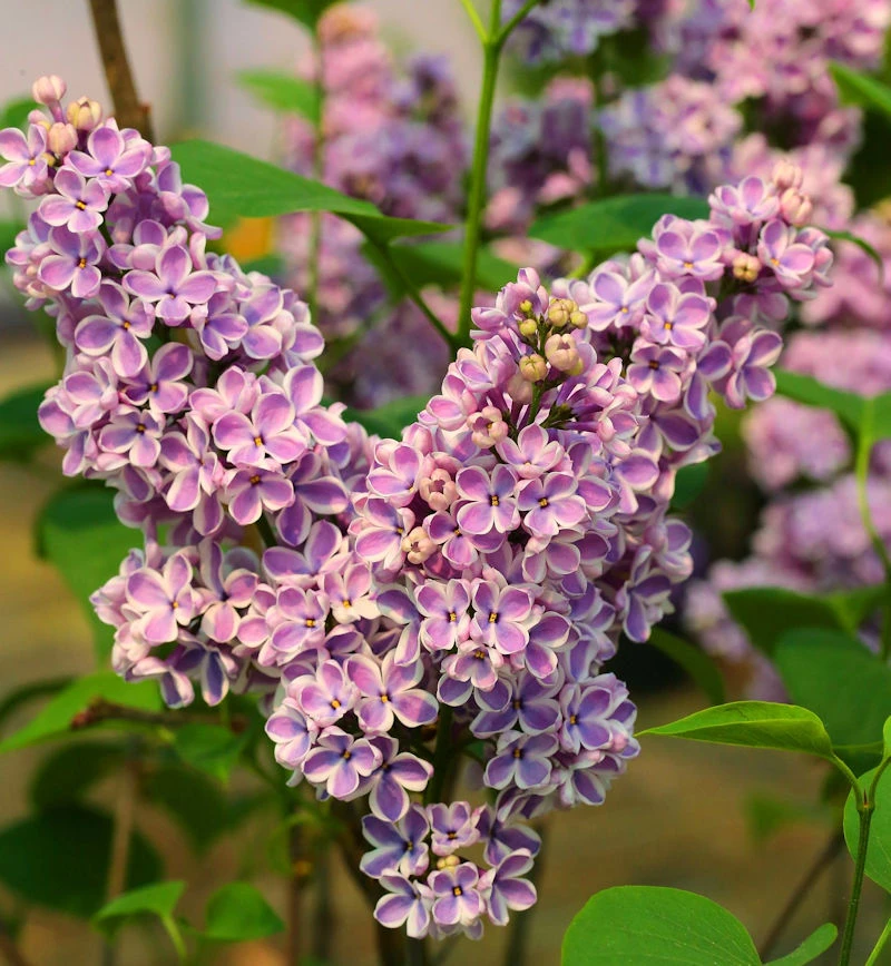 Edelflieder Sensation 40-60cm - Syringa Vulgaris 3 Edelflieder Sensation 40-60cm - Syringa Vulgaris