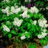 Edelflieder Sterntaler - Kircher-Collection 30-40cm - Syringa Vulgaris 1 Edelflieder Sterntaler - Kircher-Collection 30-40cm - Syringa Vulgaris -Tom 's Orchard Syringa vulgarisSterntaler