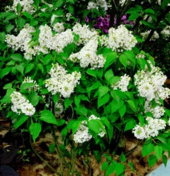 Edelflieder Sterntaler - Kircher-Collection 30-40cm - Syringa Vulgaris