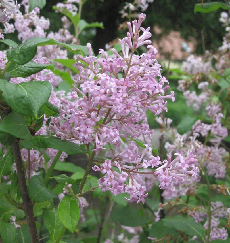 Ungarischer Flieder 100-125cm - Syringa Josikaea 3 Ungarischer Flieder 100-125cm - Syringa Josikaea