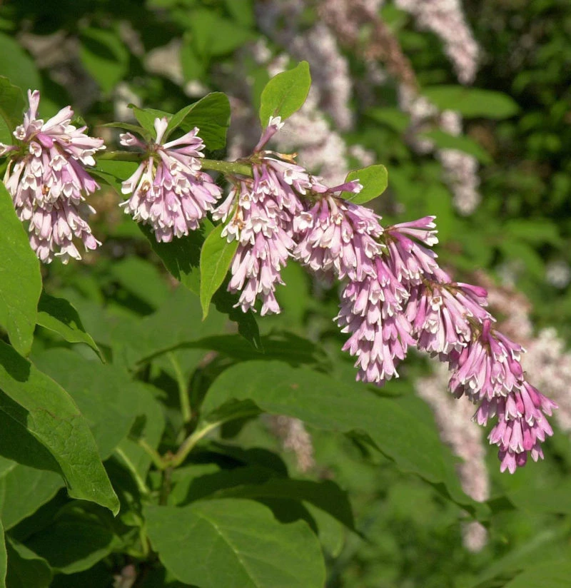 Bogenflieder 40-60cm - Syringa Reflexa 3 Bogenflieder 40-60cm - Syringa Reflexa